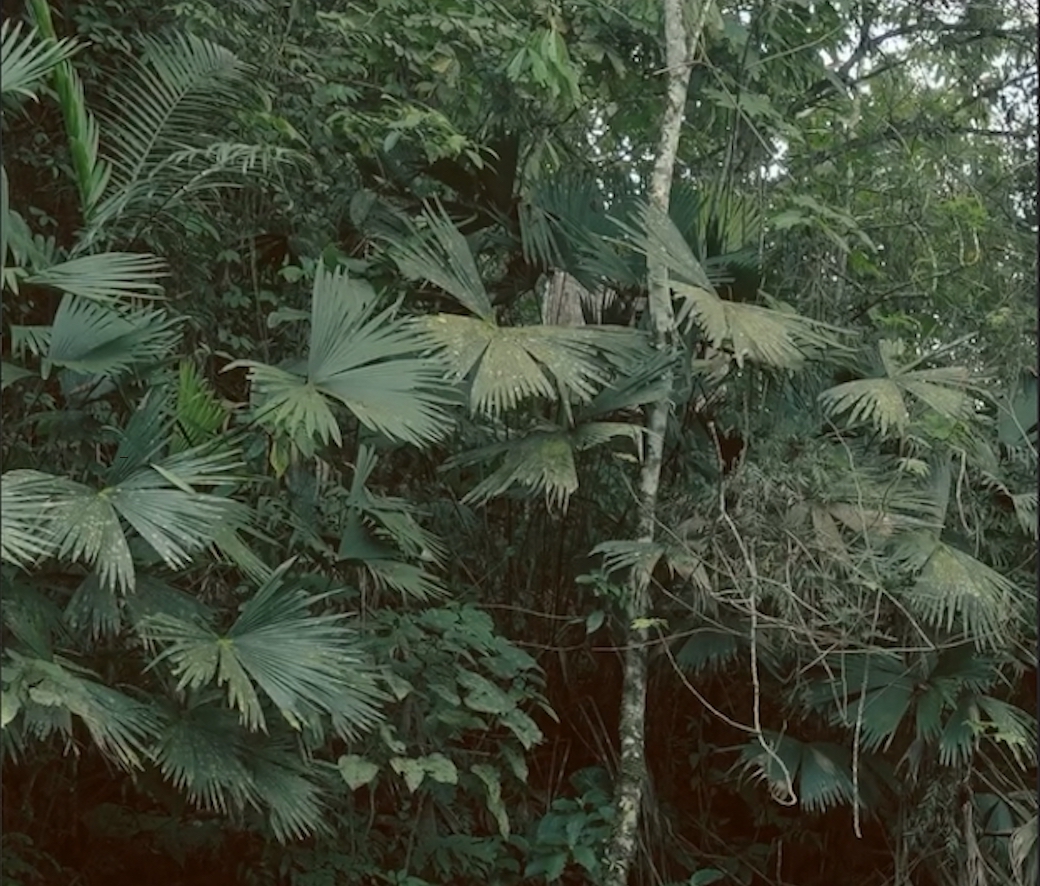 A dense tropical forest with layered palm leaves and trees
